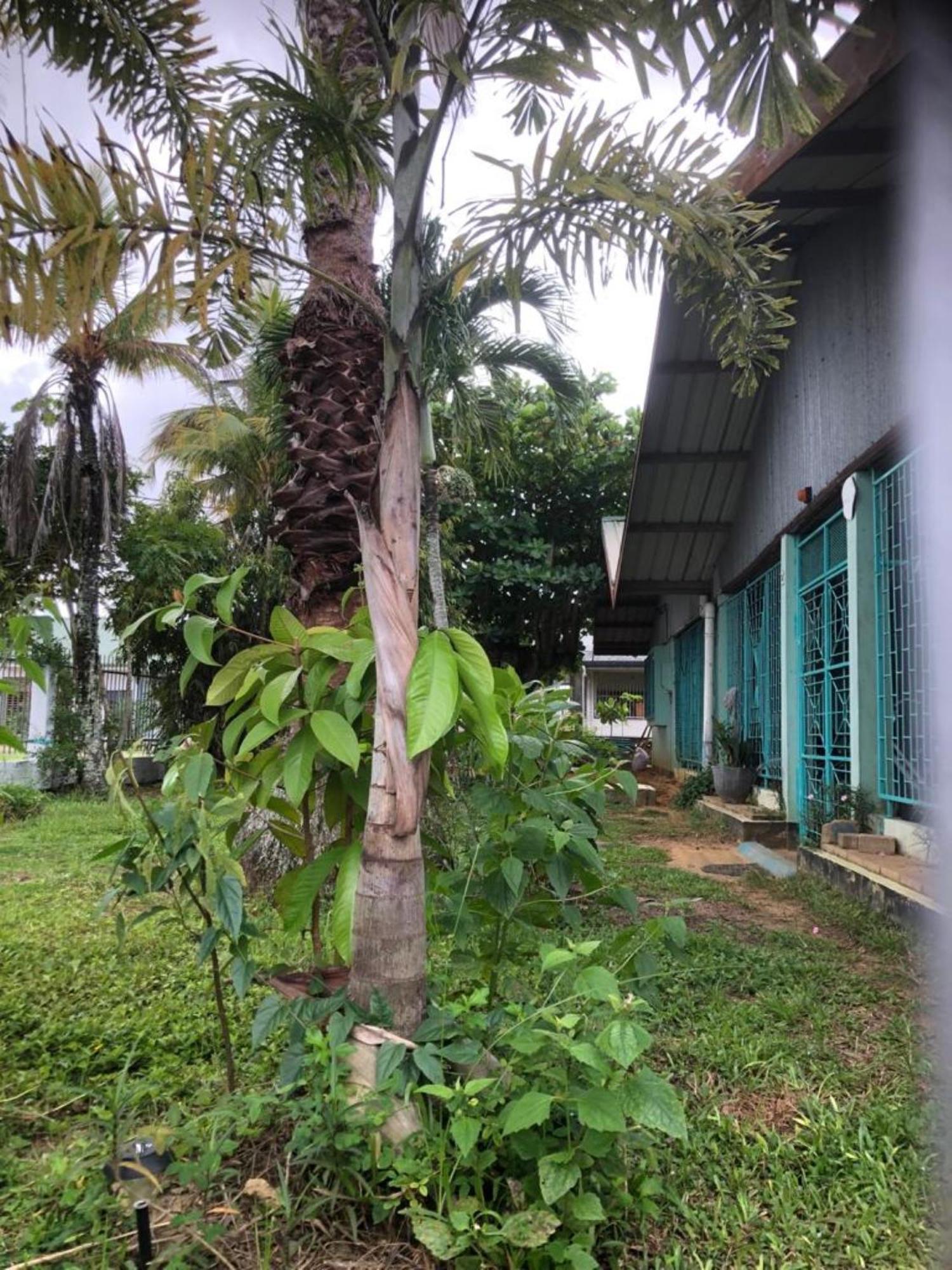Unu Pikin Guesthouse Paramaribo Exterior foto