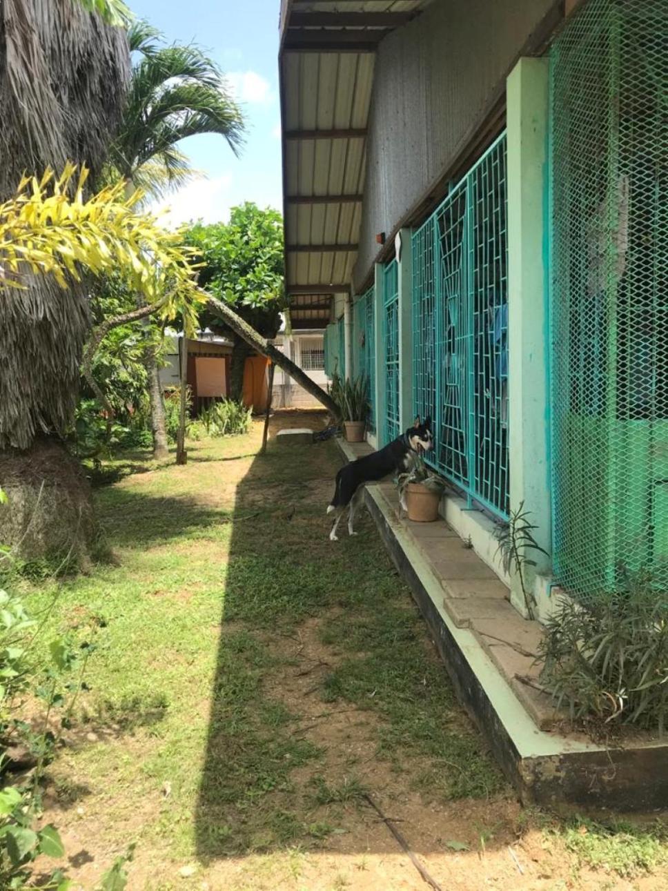Unu Pikin Guesthouse Paramaribo Quarto foto